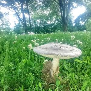 Meet your Posher, Trixientroy